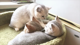 動物,犬,猫,しつけ,飼い方,育て方,病気,健康