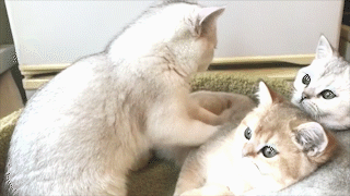 動物,犬,猫,しつけ,飼い方,育て方,病気,健康