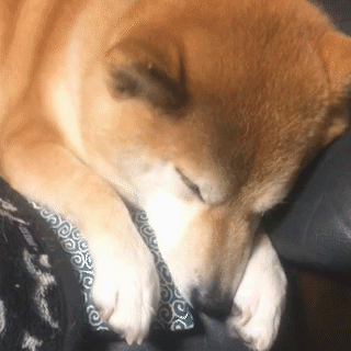 動物,犬,猫,しつけ,飼い方,育て方,病気,健康