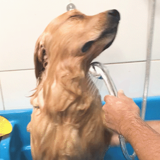 動物,犬,猫,しつけ,飼い方,育て方,病気,健康