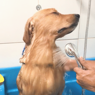 動物,犬,猫,しつけ,飼い方,育て方,病気,健康
