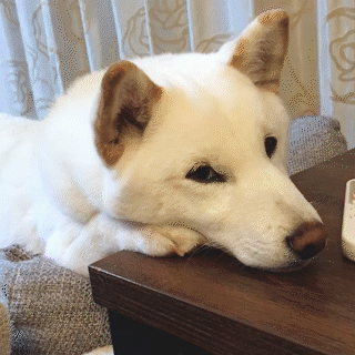 動物,犬,猫,しつけ,飼い方,育て方,病気,健康