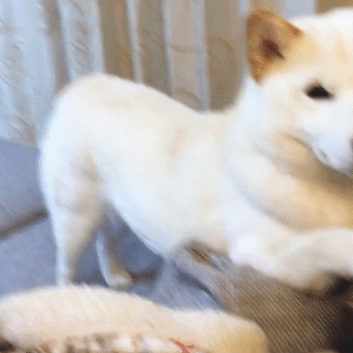 動物,犬,猫,しつけ,飼い方,育て方,病気,健康