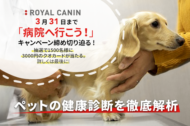 【獣医師×ドッグオーナー座談会】ペットの健康診断の必要性を徹底解析!!