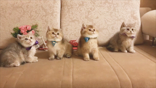 動物,犬,猫,しつけ,飼い方,育て方,病気,健康