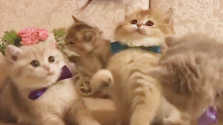 動物,犬,猫,しつけ,飼い方,育て方,病気,健康