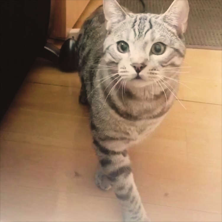 動物,犬,猫,しつけ,飼い方,育て方,病気,健康