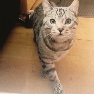 動物,犬,猫,しつけ,飼い方,育て方,病気,健康