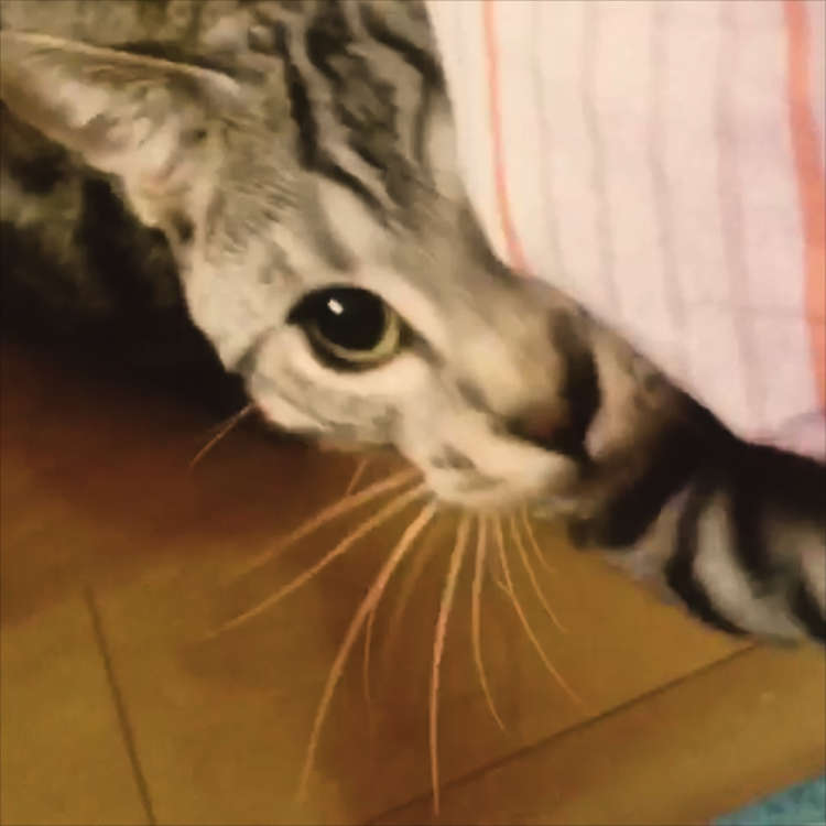 動物,犬,猫,しつけ,飼い方,育て方,病気,健康