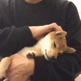 動物,犬,猫,しつけ,飼い方,育て方,病気,健康