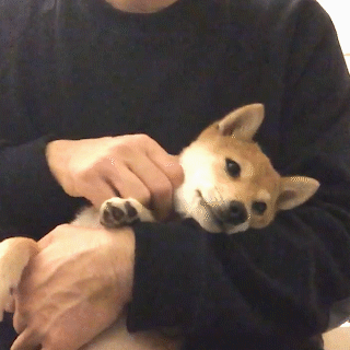 動物,犬,猫,しつけ,飼い方,育て方,病気,健康
