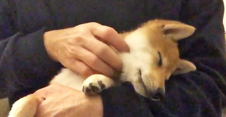 お留守番のご褒美はマッサージ♡ 気持ちよすぎてお顔がとろ〜んと崩れちゃう柴犬くん(*´ω`*)