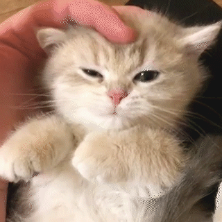動物,犬,猫,しつけ,飼い方,育て方,病気,健康