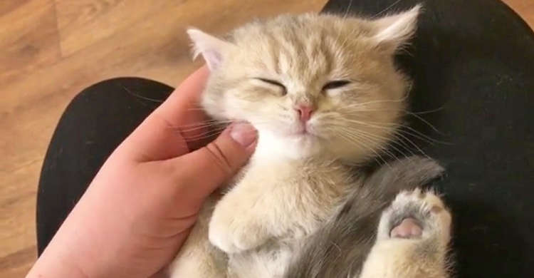 ナデナデに…うっとり♡ 子猫ちゃんの天使のような可愛さに、胸がトキメく(*´ω`*) 32秒