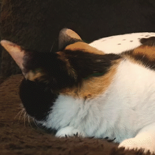 動物,犬,猫,しつけ,飼い方,育て方,病気,健康