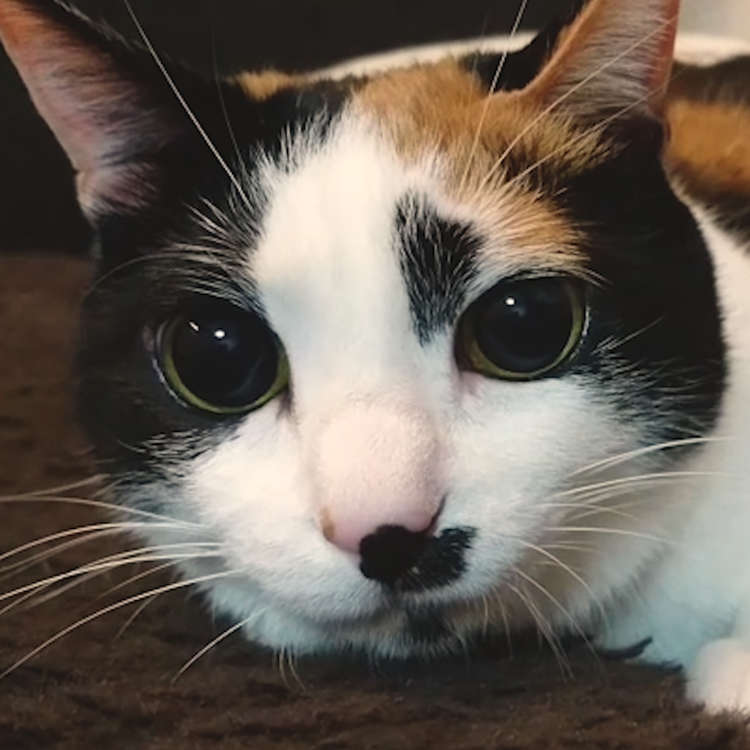 動物,犬,猫,しつけ,飼い方,育て方,病気,健康