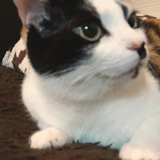 動物,犬,猫,しつけ,飼い方,育て方,病気,健康