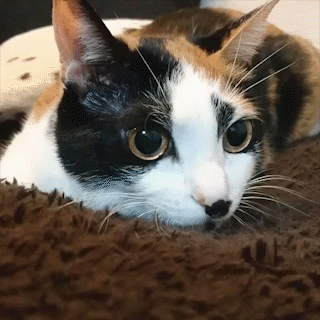 動物,犬,猫,しつけ,飼い方,育て方,病気,健康