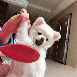 動物,犬,猫,しつけ,飼い方,育て方,病気,健康