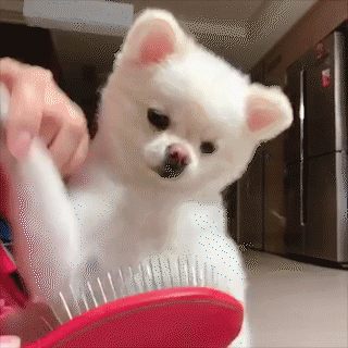 動物,犬,猫,しつけ,飼い方,育て方,病気,健康