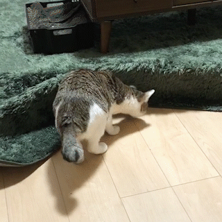 動物,犬,猫,しつけ,飼い方,育て方,病気,健康