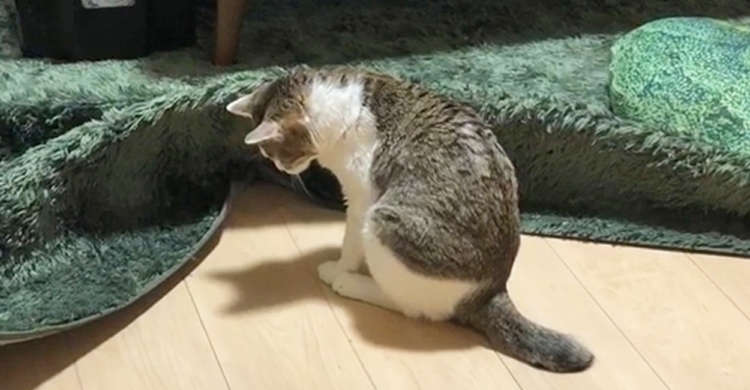 【迷推理?】弟猫を見つけたくて、カーペットに目星をつけた姉ニャンコ。その結果は…(; ・`д・´)