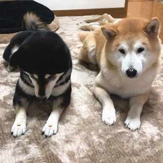 動物,犬,猫,しつけ,飼い方,育て方,病気,健康