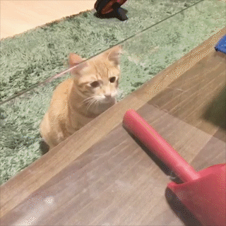 動物,犬,猫,しつけ,飼い方,育て方,病気,健康