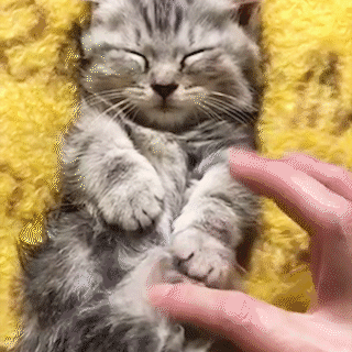 動物,犬,猫,しつけ,飼い方,育て方,病気,健康