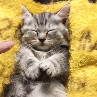 動物,犬,猫,しつけ,飼い方,育て方,病気,健康