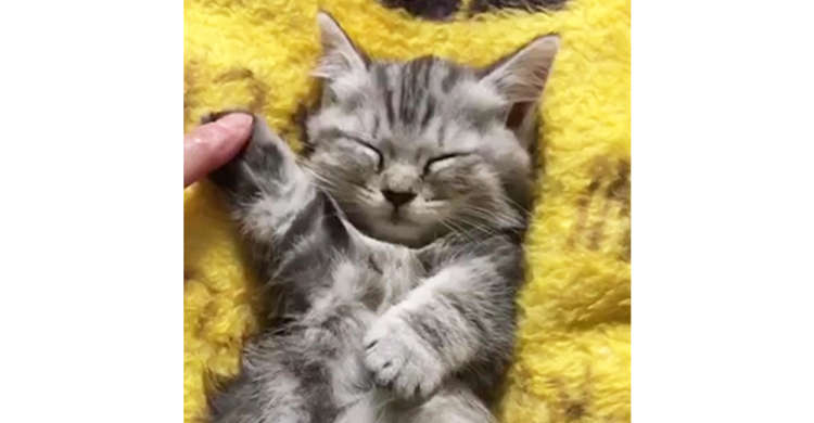 ぐっすり気持ちよさそうに眠る子猫ちゃん。ちょっかいを出したくなる可愛さに、キュンキュンする♡