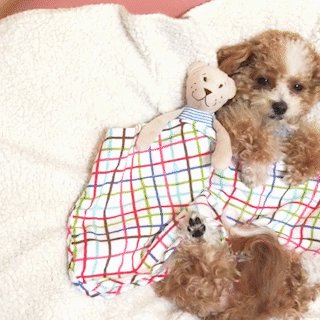 動物,犬,猫,しつけ,飼い方,育て方,病気,健康