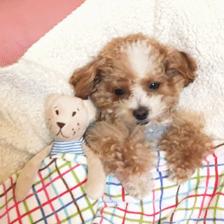 動物,犬,猫,しつけ,飼い方,育て方,病気,健康