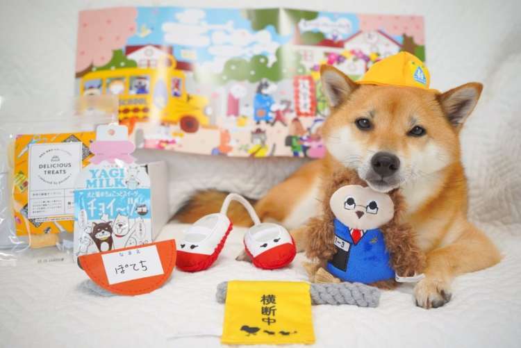 動物,犬,猫,しつけ,飼い方,育て方,病気,健康