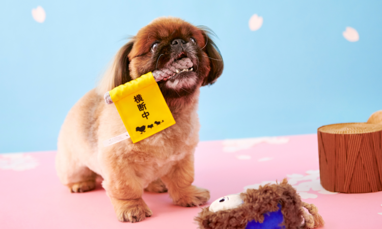 PECOBOX(ペコボックス)『スクール号』特別再販! 愛犬が喜ぶギフトの中身を解説♪