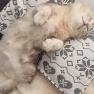 動物,犬,猫,しつけ,飼い方,育て方,病気,健康