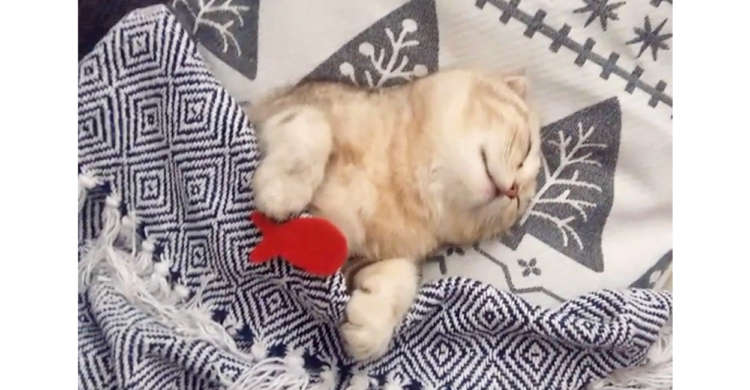 飼い主さんにお布団をかけてもらって、身も心もぬくぬく♪ 気持ちよさそうに眠るニャンコ(=^・^=)