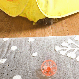 動物,犬,猫,しつけ,飼い方,育て方,病気,健康
