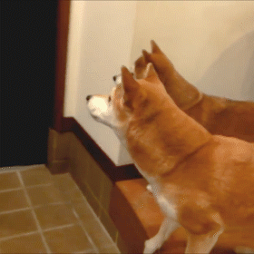 動物,犬,猫,しつけ,飼い方,育て方,病気,健康