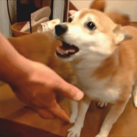 動物,犬,猫,しつけ,飼い方,育て方,病気,健康