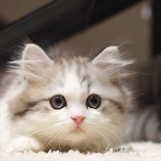 動物,犬,猫,しつけ,飼い方,育て方,病気,健康