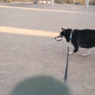 動物,犬,猫,しつけ,飼い方,育て方,病気,健康