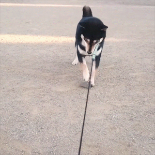 動物,犬,猫,しつけ,飼い方,育て方,病気,健康