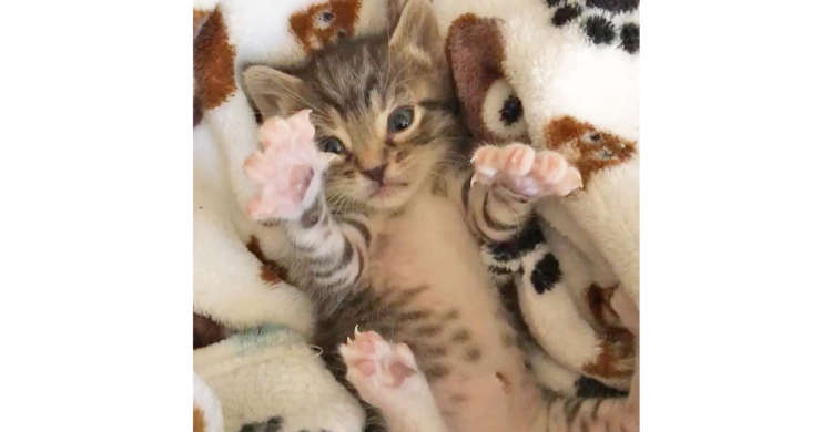 飼い主さんに甘えるように、手や足をモゾモゾさせる子猫ちゃん! 可愛すぎてため息が出る…(*´Д`)♡