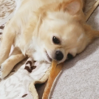 動物,犬,猫,しつけ,飼い方,育て方,病気,健康