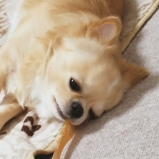 動物,犬,猫,しつけ,飼い方,育て方,病気,健康