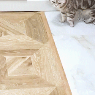 動物,犬,猫,しつけ,飼い方,育て方,病気,健康