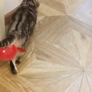 動物,犬,猫,しつけ,飼い方,育て方,病気,健康