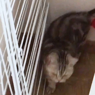 動物,犬,猫,しつけ,飼い方,育て方,病気,健康