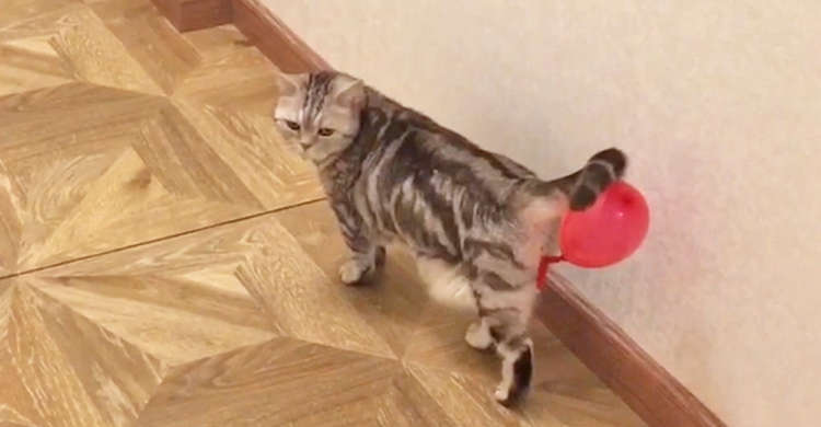 「尾行されているニャ?」なにか気配を感じ、しきりに後ろを気にする猫。その正体はお尻に…(ノ´∀`*)